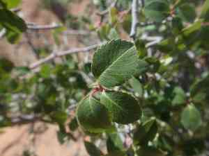 Utah Serviceberry(Amelanchier utahensis)