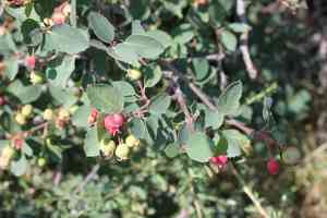 Utah Serviceberry(Amelanchier utahensis)