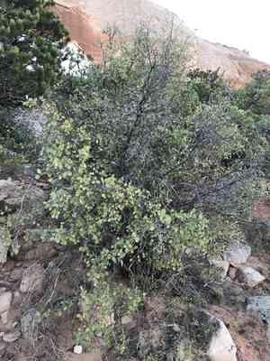 Utah Serviceberry(Amelanchier utahensis)