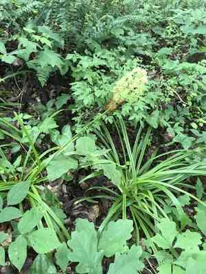 Fly poison(Amianthium muscitoxicum)