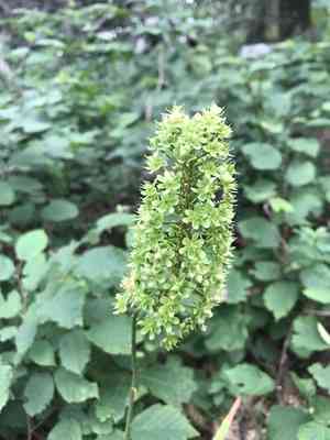Fly poison(Amianthium muscitoxicum)