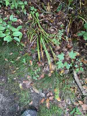 Fly poison(Amianthium muscitoxicum)