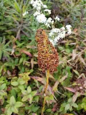Fly poison(Amianthium muscitoxicum)