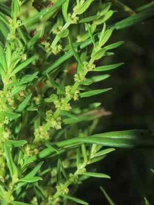 Monarch redstem(Ammannia baccifera)