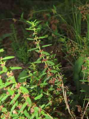 Monarch redstem(Ammannia baccifera)