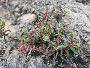 Monarch redstem(Ammannia baccifera)