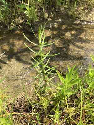 Valley redstem(Ammannia coccinea)