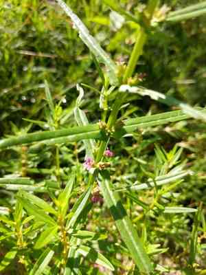 Valley redstem(Ammannia coccinea)