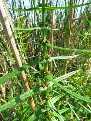 Valley redstem(Ammannia coccinea)