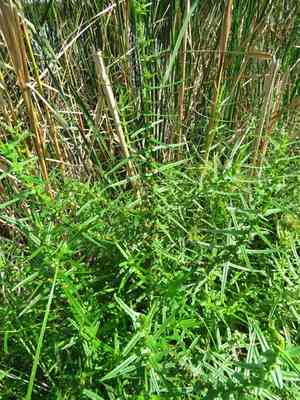 Valley redstem(Ammannia coccinea)