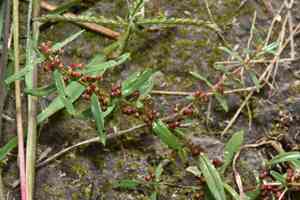 Jerry-jerry(Ammannia multiflora)