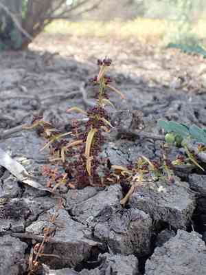 Jerry-jerry(Ammannia multiflora)