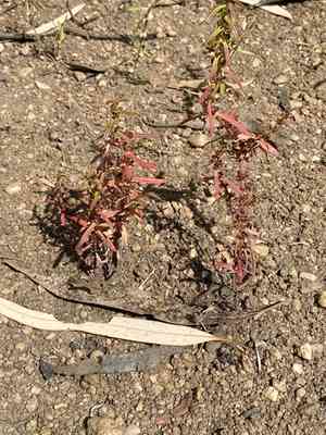 Jerry-jerry(Ammannia multiflora)