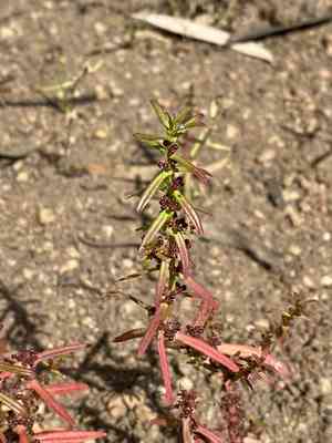 Jerry-jerry(Ammannia multiflora)