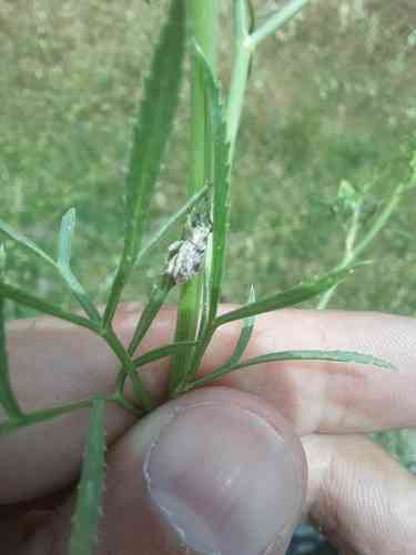 Large bullwort(Ammi majus)
