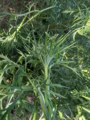 Large bullwort(Ammi majus)