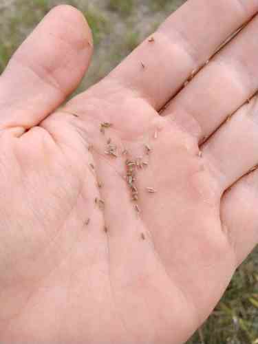 Large bullwort(Ammi majus)
