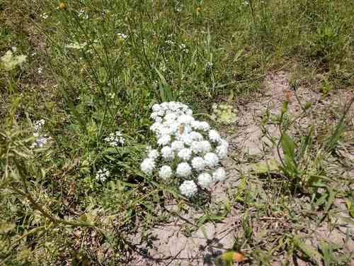 Large bullwort(Ammi majus)