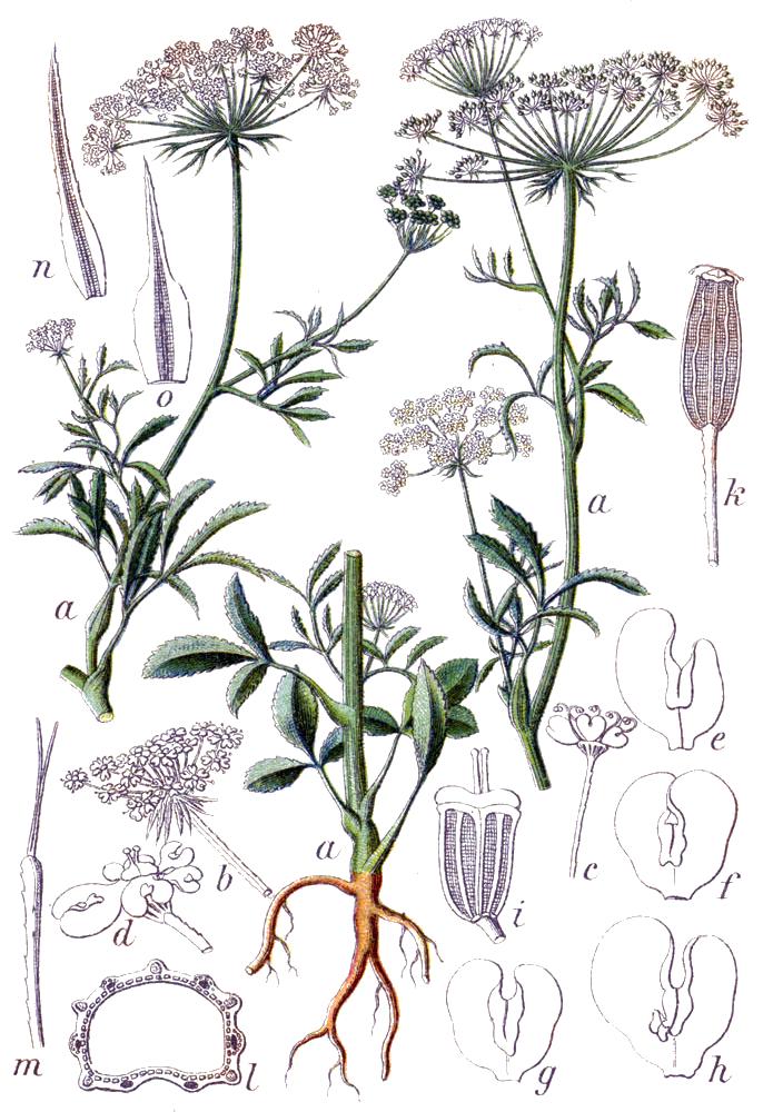 Large bullwort