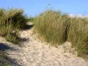 European beach grass(Ammophila arenaria)