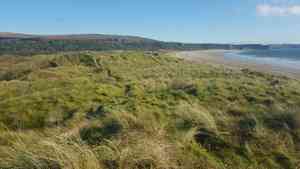 European beach grass(Ammophila arenaria)