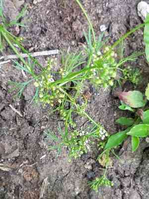 Butlers sandparsley(Ammoselinum butleri)