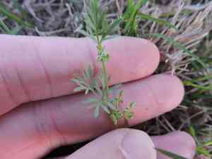 Butlers sandparsley(Ammoselinum butleri)