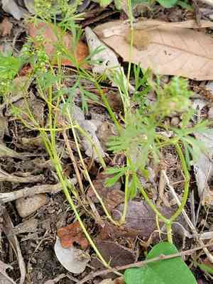 Butlers sandparsley(Ammoselinum butleri)