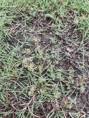 Butlers sandparsley(Ammoselinum butleri)