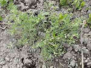 Plains sandparsley(Ammoselinum popei)