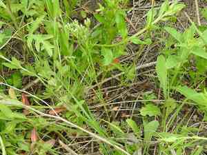 Plains sandparsley(Ammoselinum popei)