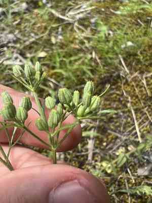 Plains sandparsley(Ammoselinum popei)