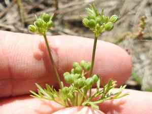 Plains sandparsley(Ammoselinum popei)