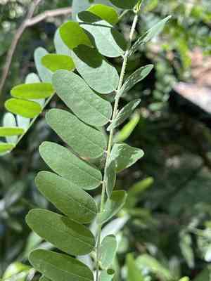 California false indigo(Amorpha californica)