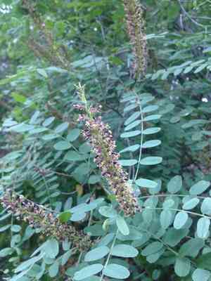 California false indigo(Amorpha californica)