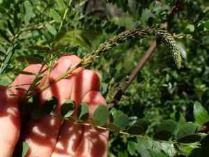California false indigo(Amorpha californica)
