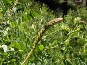 California false indigo(Amorpha californica)