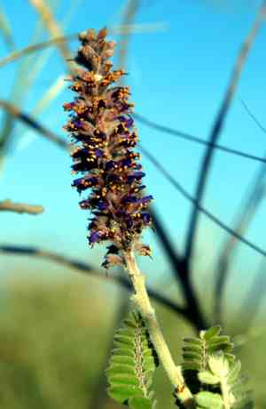 Leadplant(Amorpha canescens)