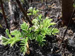 Leadplant(Amorpha canescens)