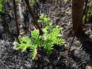 Leadplant(Amorpha canescens)