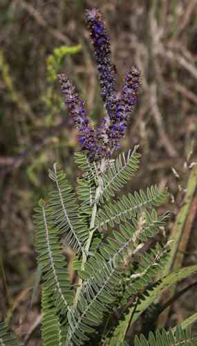 Leadplant(Amorpha canescens)