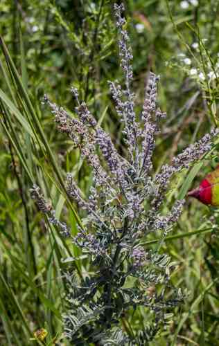 Leadplant(Amorpha canescens)
