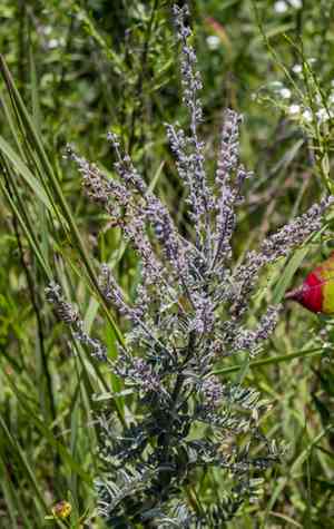 Leadplant(Amorpha canescens)