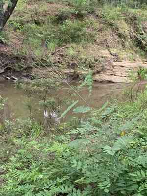 Panicled false indigo(Amorpha paniculata)