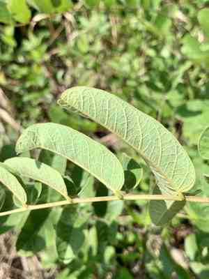 Panicled false indigo(Amorpha paniculata)