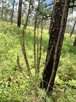 Panicled false indigo(Amorpha paniculata)