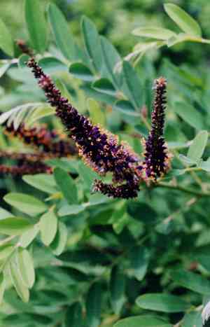 False indigos (Amorpha)(Amorpha)