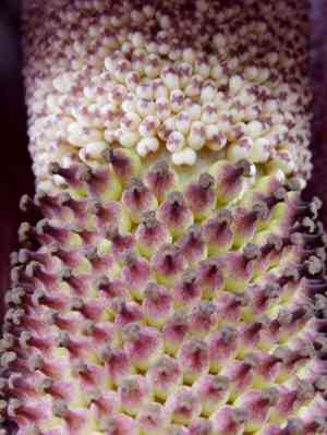 Konjac(Amorphophallus konjac)