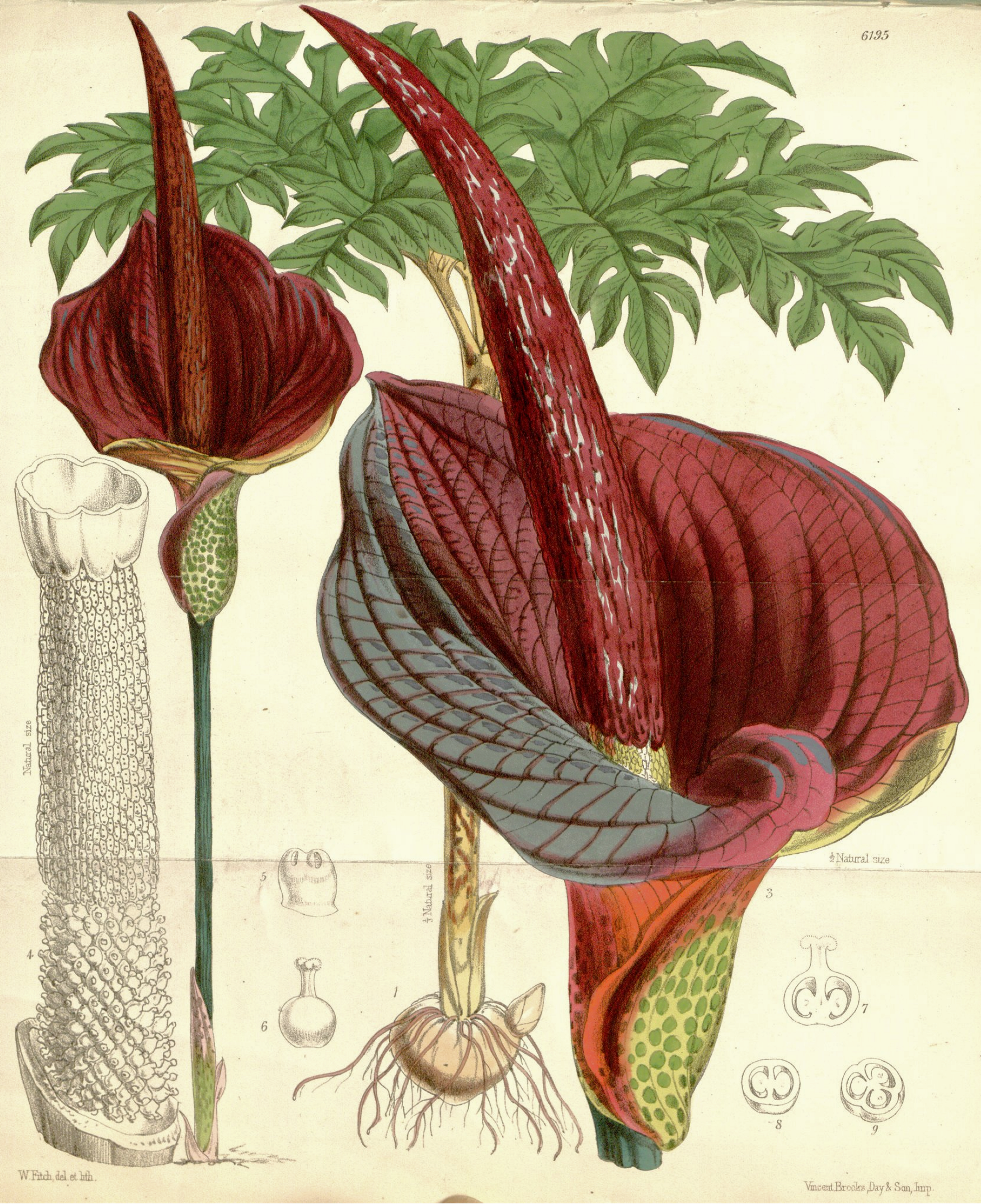 Konjac(Amorphophallus konjac)