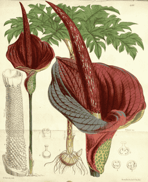 Konjac(Amorphophallus konjac)